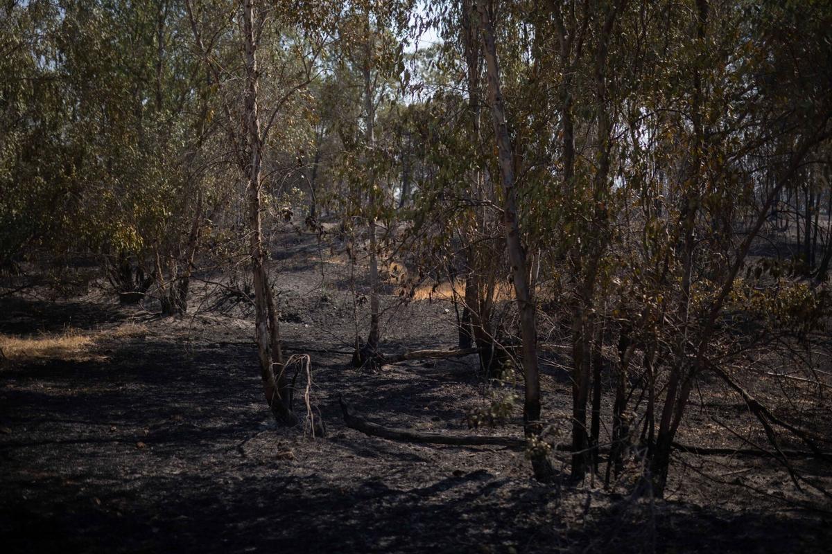 Zona afectada por el incendio forestal declarado en la localidad onubense de Niebla. Zona afectada por el incendio forestal declarado en la localidad onubense de Niebla.