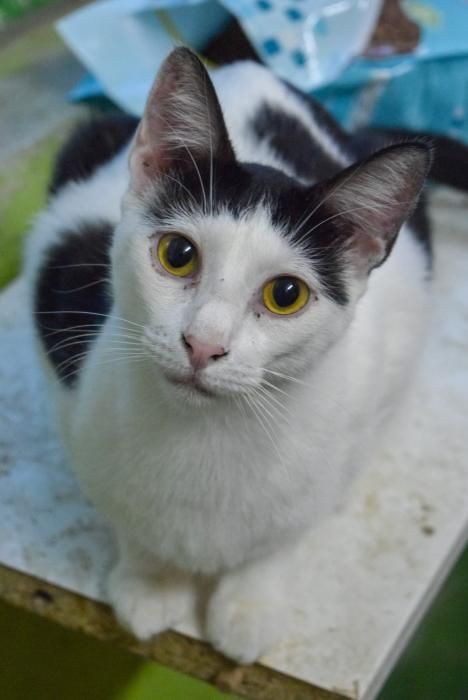 Japón. Este gato solo tiene año y medio de vida y lo ha pasado todo en la protectora. Es dulce, cariñoso y muy sociable.