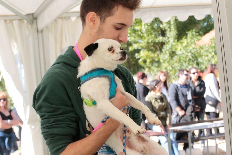 Concurso de perros en La Aldehuela