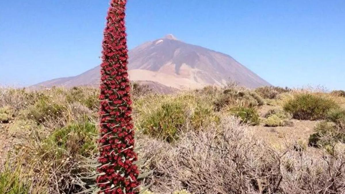 Ejemplar de tajinaste rojo (Echium Wildpretti), símbolo del Parque Nacional del Teide y de la Isla de Tenerife