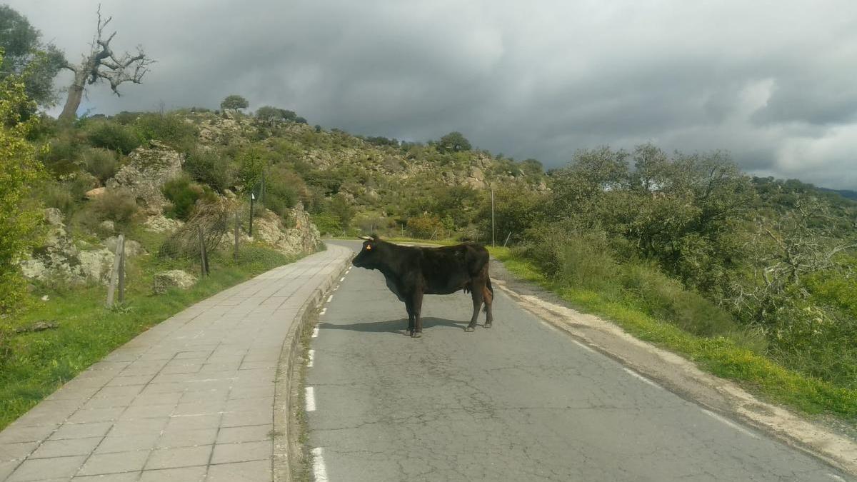 Una vaca, en mitad de la carretera del Puerto de Plasencia