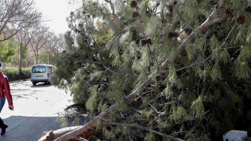 Última hora del viento: Las rachas de viento dejan 5 heridos en la provincia de Valencia