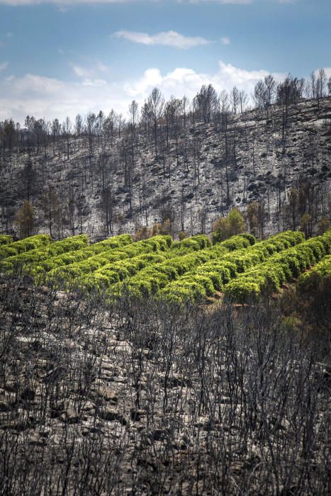 Incendio forestal en Carcaixent