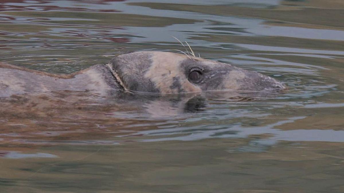 La foca grisa, fotografiada a Altea; s’hi observa el fil de pesca que du enganxat al coll. | ALEJANDRO IZQUIERDO