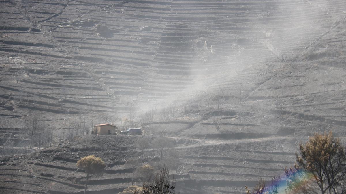 Pla mitjà d&#039;una rebufada en una de les zones cremades a l&#039;incendi de Llançà aquest diumenge 18 de juliol de 2021. (Horitzontal)