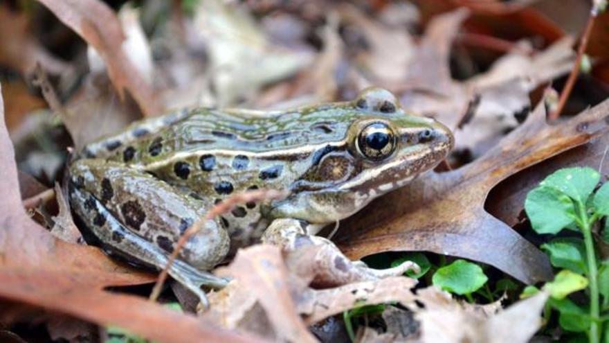 Un ejemplar de la nueva especie de rana. / efe