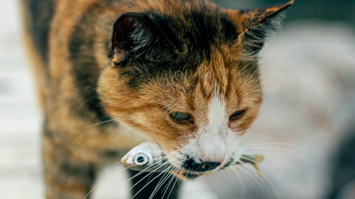 Gato sardina