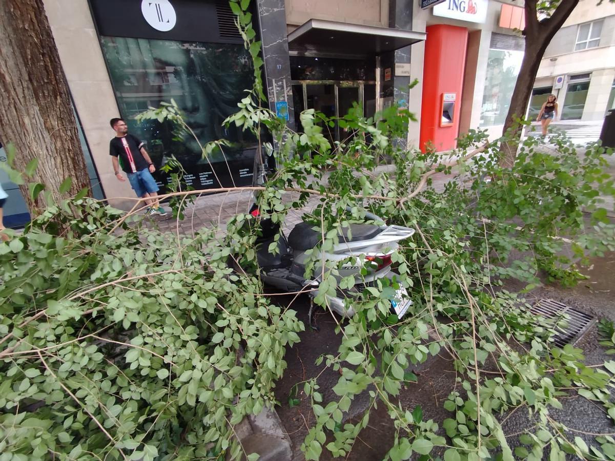 Una de las ramas caídas en la avenida Primo de Rivera en Murcia.
