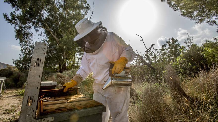 El cambio climático y la falta de ayudas se lleva por delante la cosecha de miel, las abejas y las colmenas en la provincia de Alicante