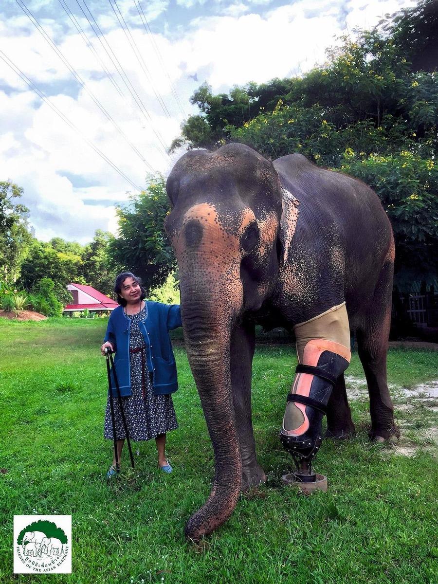 Mujer que susurra elefantes