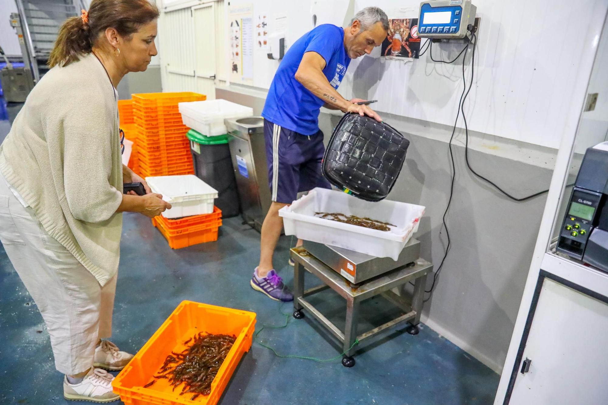 Los últimos retoques de la Festa do Marisco de O Grove.