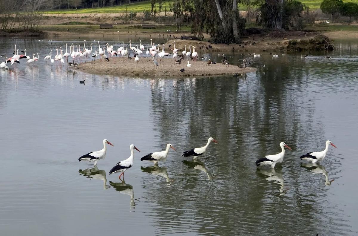 Marismas de Doñana, uno de los humedales más importantes de Europa