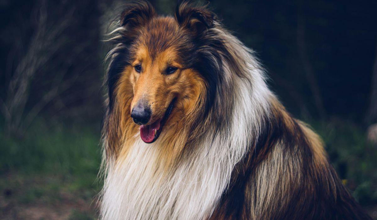 Collie: una raza de perro sensible, familiar y muy vinculado a los niños