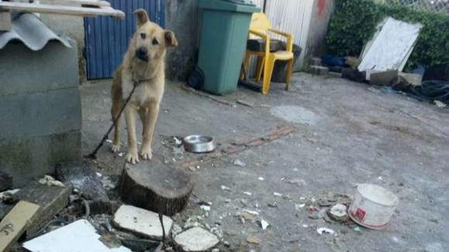 El perro permanece atado con una cadena, según la denuncia. // FdV