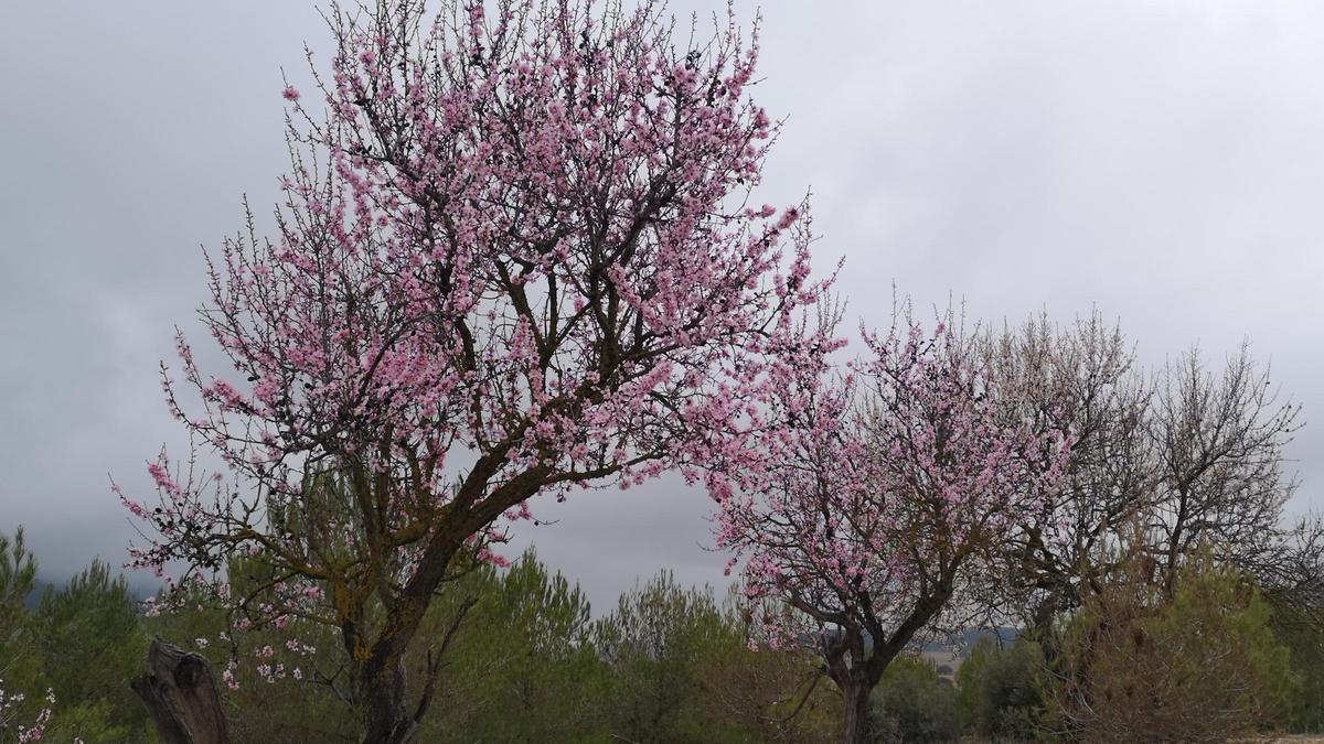 Los almendros en flor ya alegran los paisajes valencianos