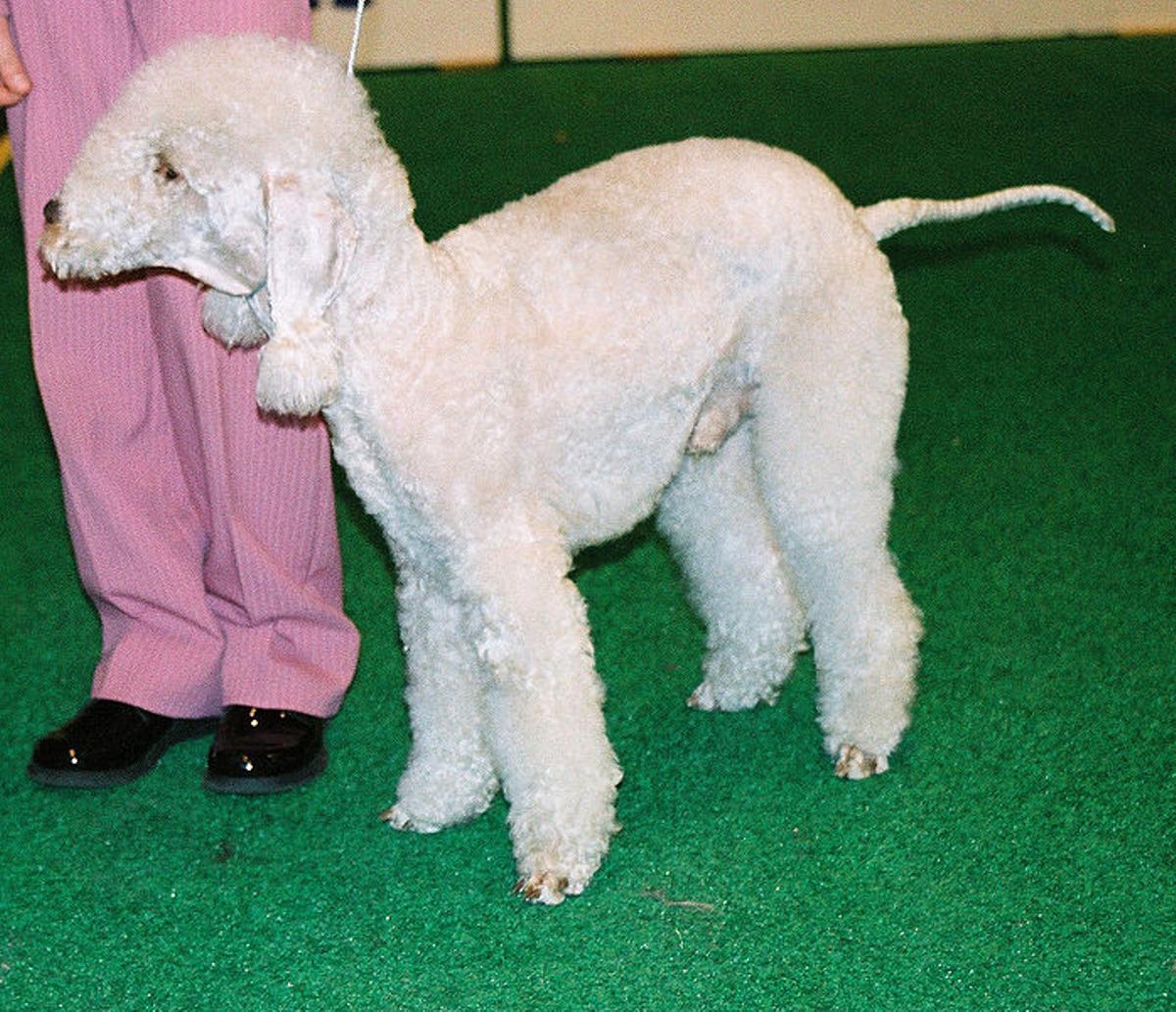 Bedlington Terrier: una de las razas de perros pequeños más feas del mundo.