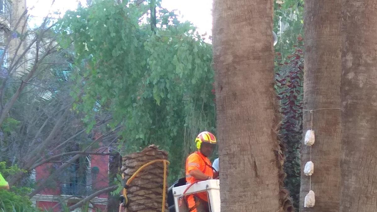 Operarios talan en Elche la palmera con picudo.