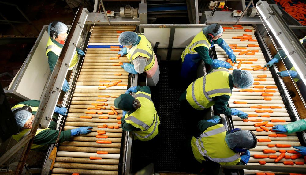 Trabajadores clasificando zanahorias en la granja Poskitts en Goole, Reino Unido.