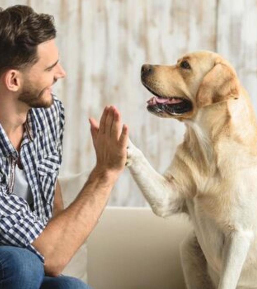 Cariñosa, antidepresiva y antiestrés: esta es la mejor raza de perro que existe