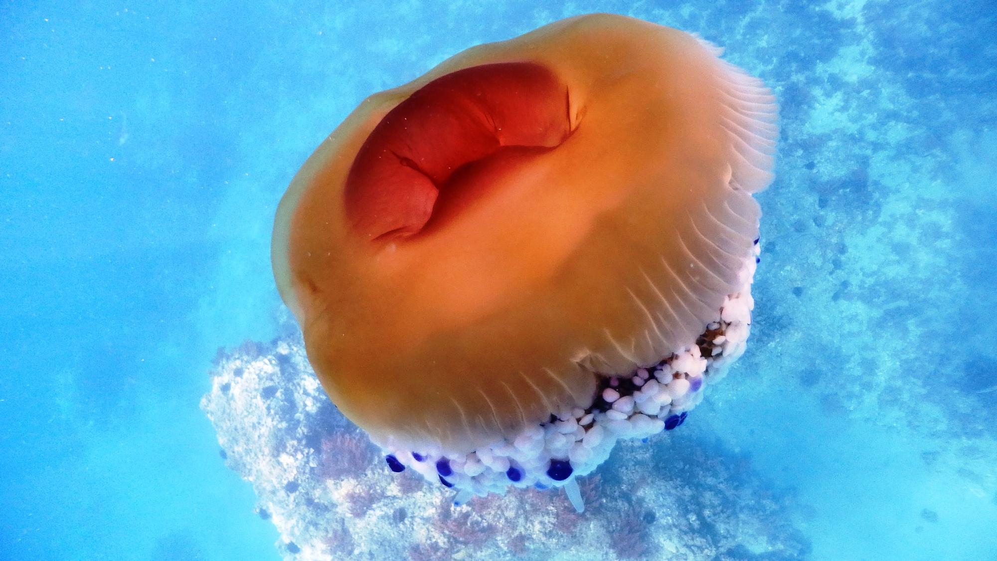 Así es la medusa 'huevo frito'