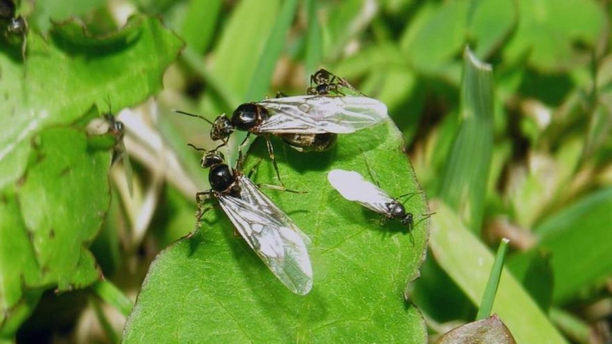 Hormigas voladoras.