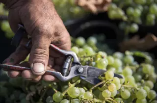 El sector del vino de Jerez pide mantener la "cabeza fría" tras los aranceles y apunta al mercado asiático y latinoamericano