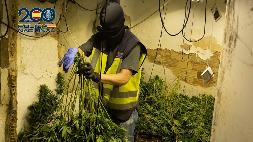 Cae una red criminal dedicada al tráfico de marihuana en Alcantarilla y Sangonera la Seca