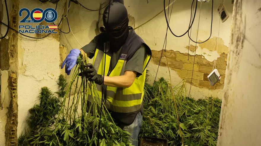 Cae una red criminal dedicada al tráfico de marihuana en Alcantarilla y Sangonera la Seca