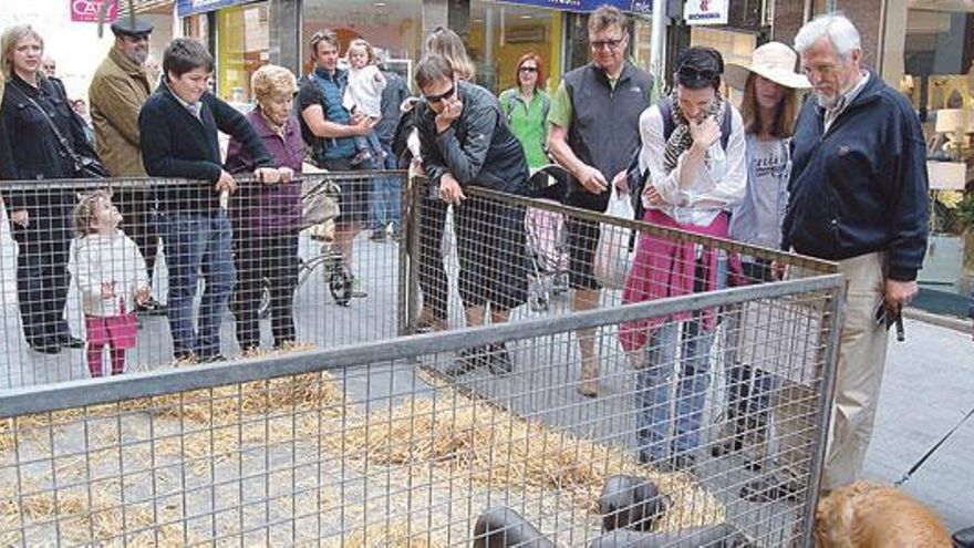 El Dijous de Inca ha recuperado la exposición ganadera y el proyecto de ´miniferias´.
