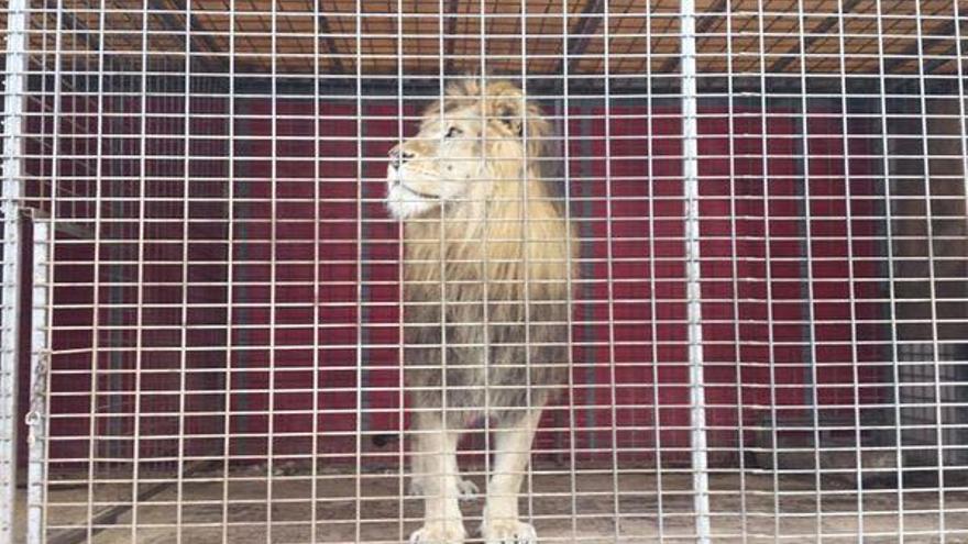 El león &#039;Amador&#039; fue rescatado en Nogueruelas.