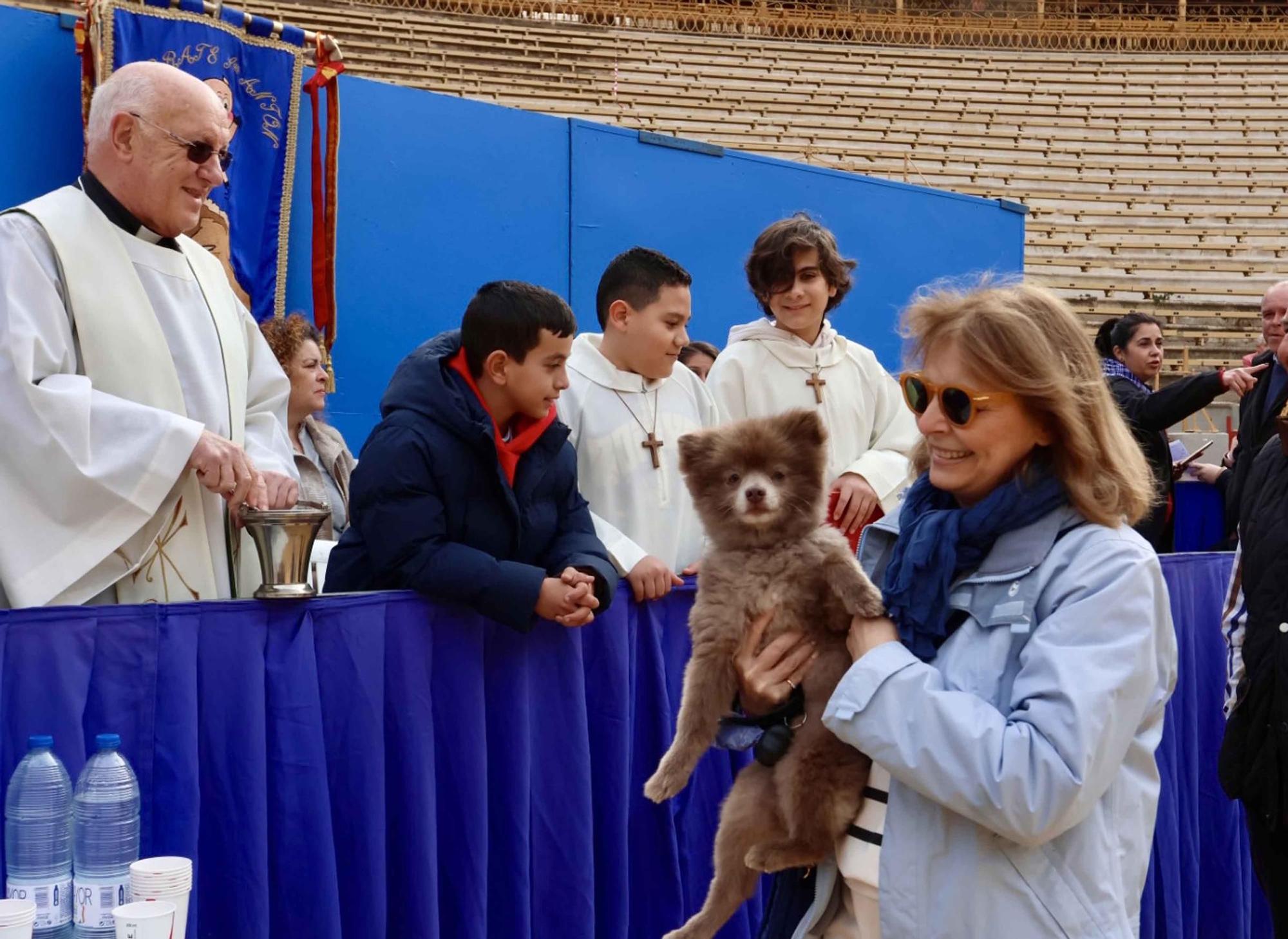 El Porrate de San Antón de Alicante culmina con la bendición de animales y llena de vida la Plaza de Toros