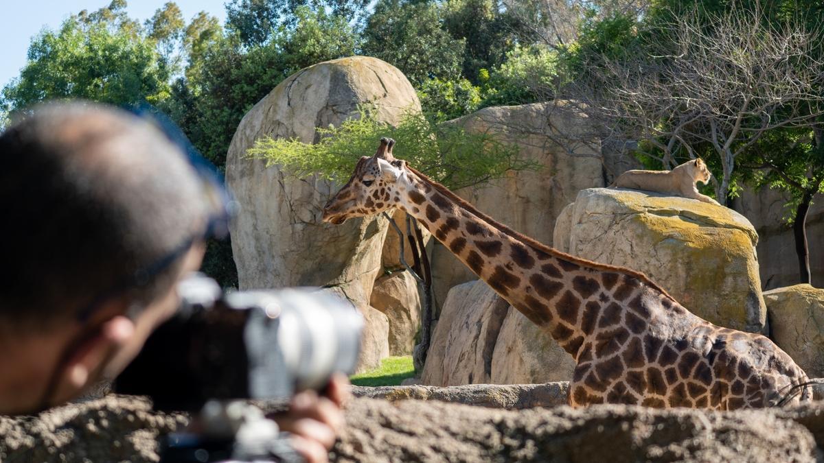 Un momento del rodaje de ‘Crónicas del zoo’ en Bioparc Valencia