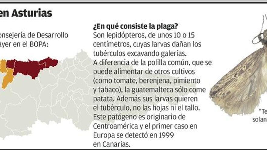 Medio millar de asturianos tendrán que levantar sus plantaciones de patatas