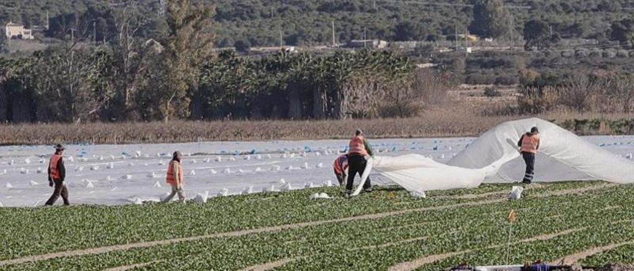 Los cultivos que cercan el parque natural de El Hondo