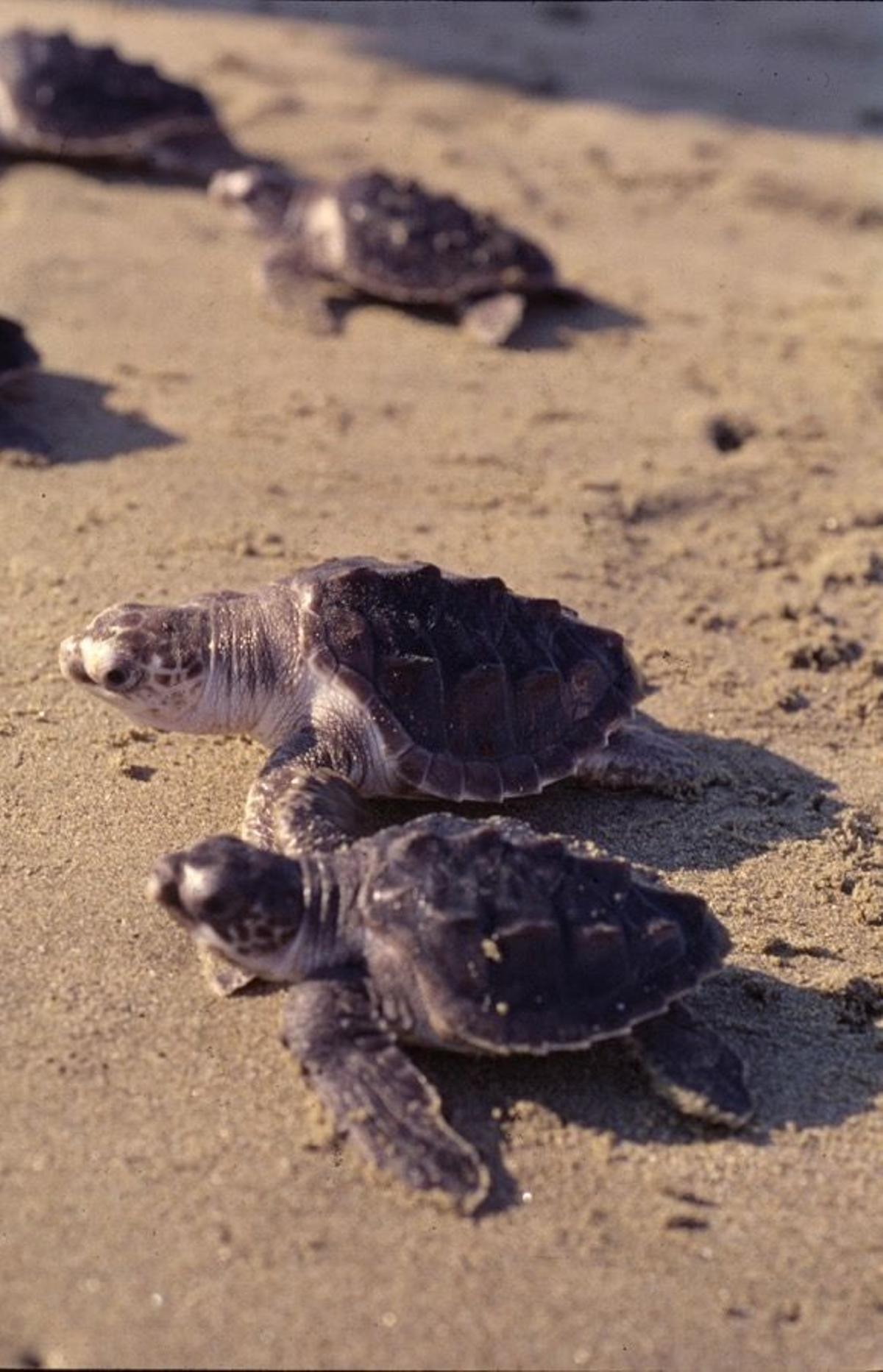 Planes para la semana 36, tortugas en Puerto Vallarta