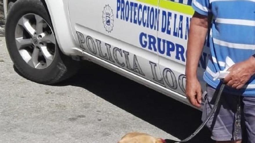 Perro rescatado por la Policía Nacional