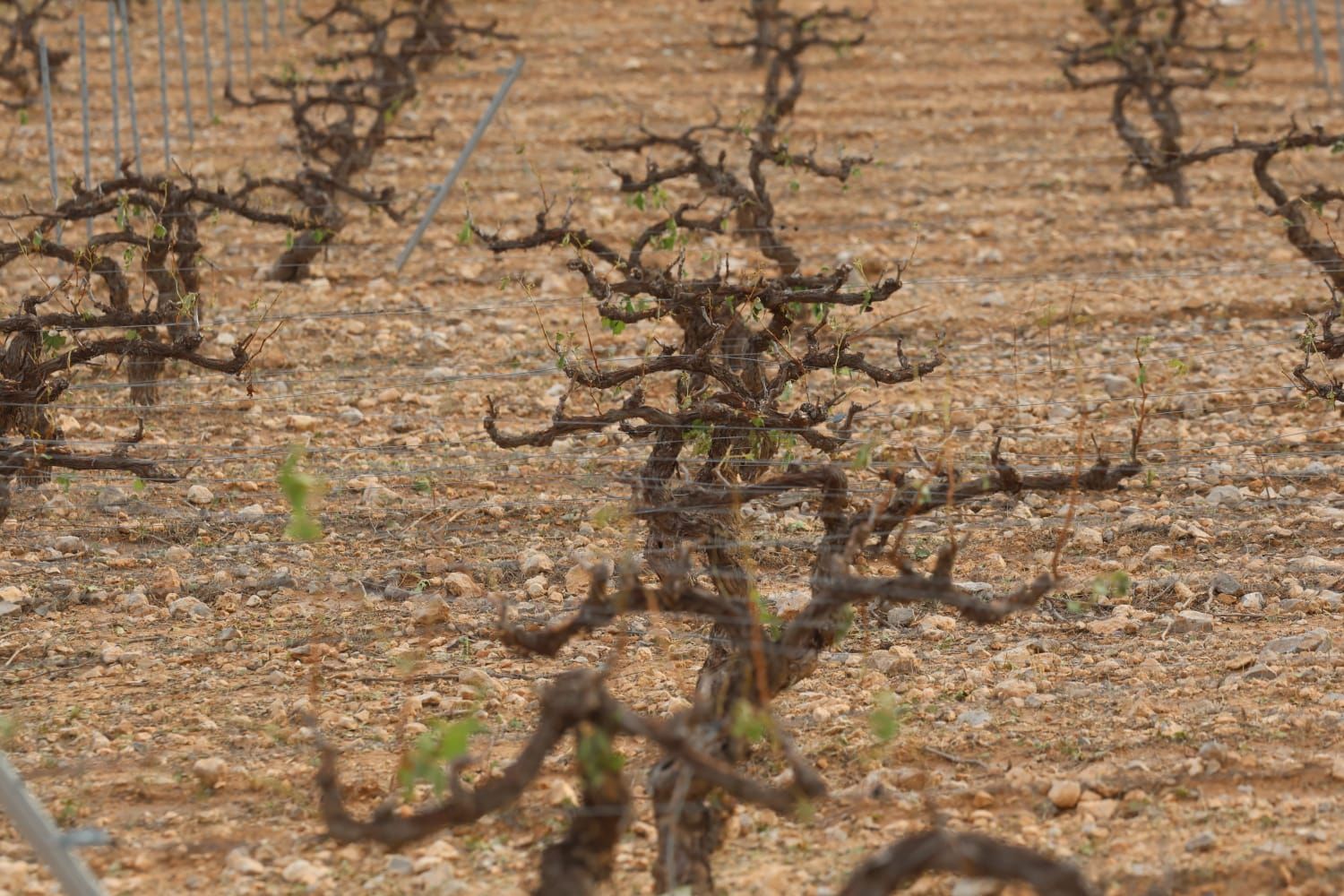 Las consecuencias del temporal de granizo que azotó ayer Requena