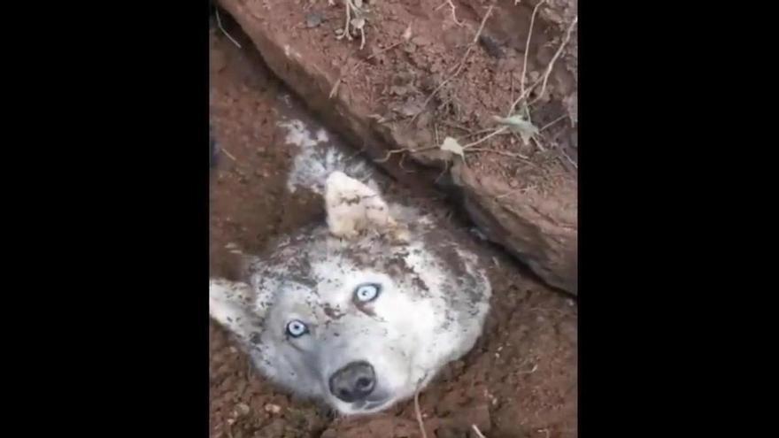 VÍDEO | Rescaten un gos a Artés atrapat per un esfondrament de terra