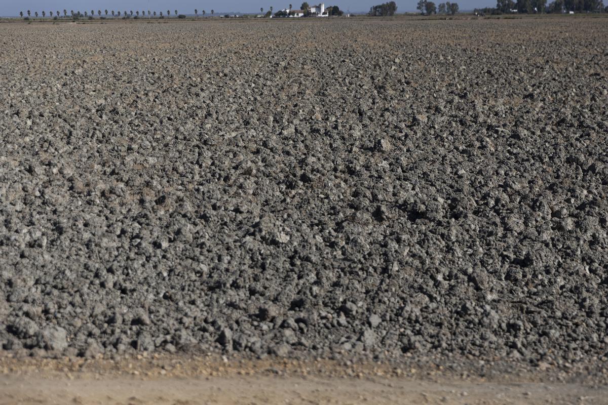 Tierras de cultivo de arroz sin sembrar a causa de la sequía.