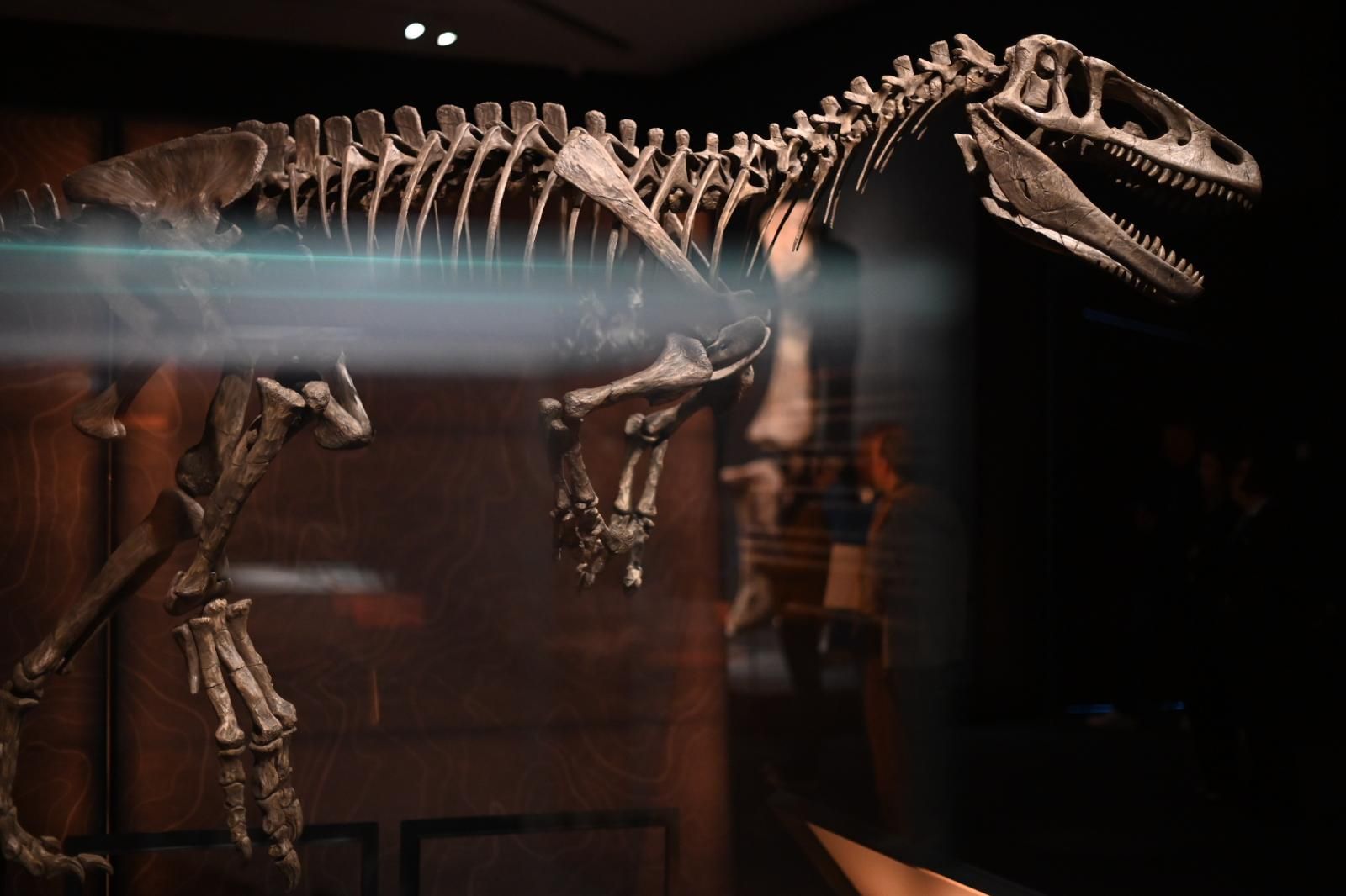 En imágenes | El dinosaurio más grande conocido conquista el Caixaforum de Zaragoza