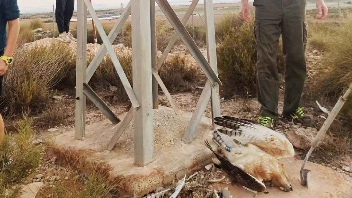 Águila perdicera muerta bajo un tendido eléctrico en la Región de Murcia