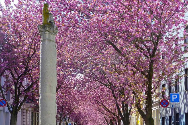 Cerezos, Bonn, Alemania