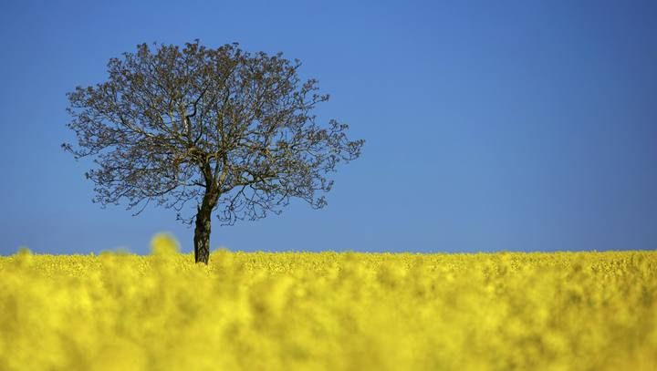 Una imagen de un árbol en un campo de colza en flor