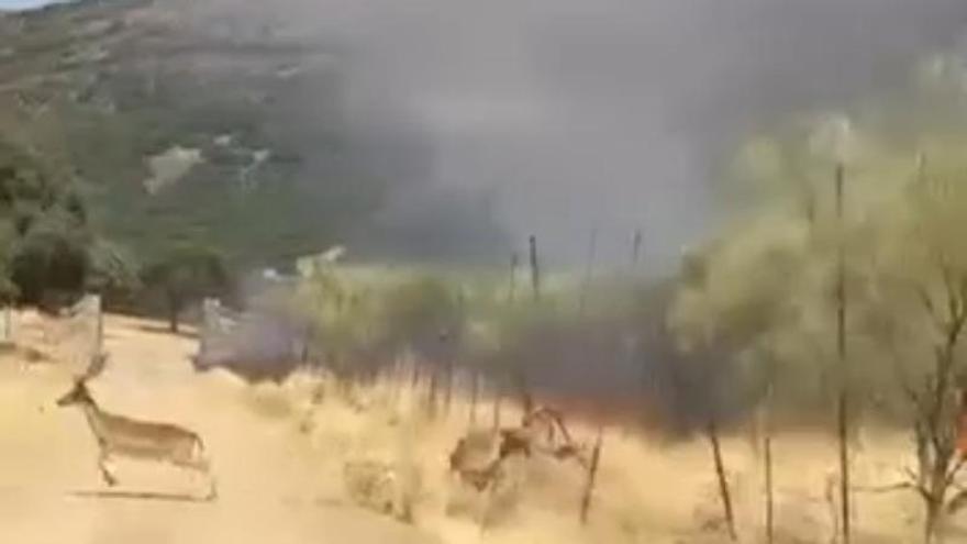 Ciervos huyendo del incendio de Las Navas