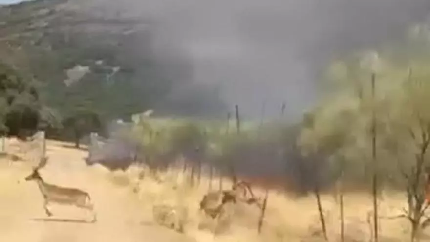 Ciervos huyendo del incendio de Las Navas