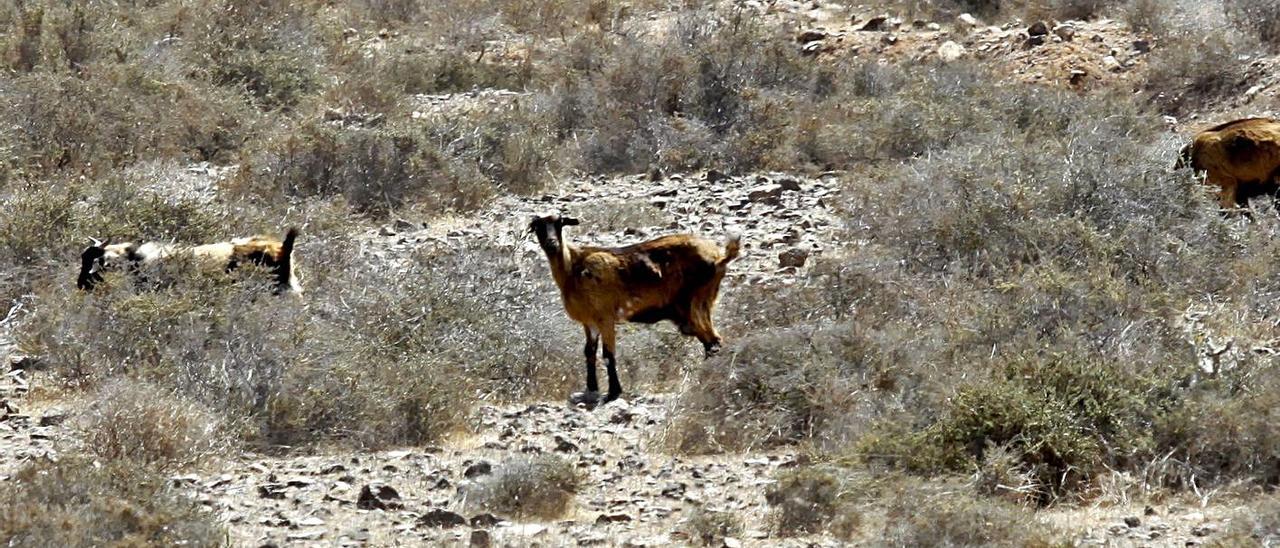 Un grupo de cabras de raza majorera pastorea por el interior de la isla sin control. | | FUSELLI