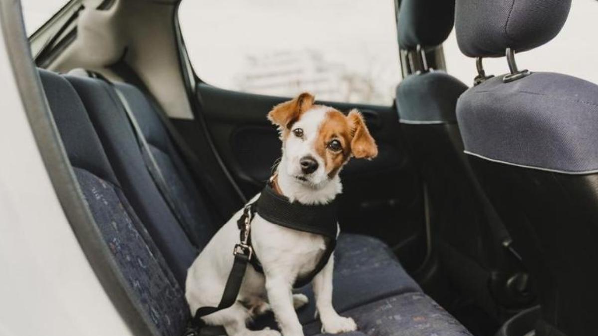 Un perro dentro de un coche
