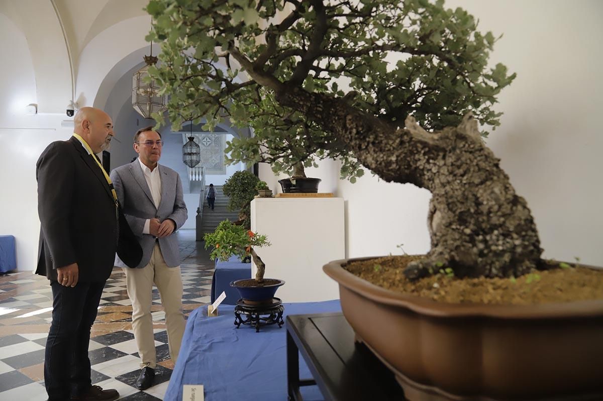 La exposición de bosáis de primavera de la Diputación de Córdoba, en imágenes