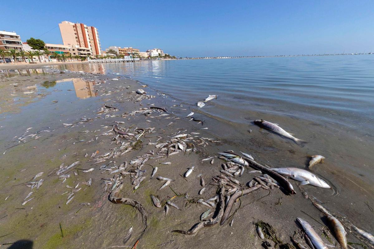 Peces muertos en el Mar Menor.