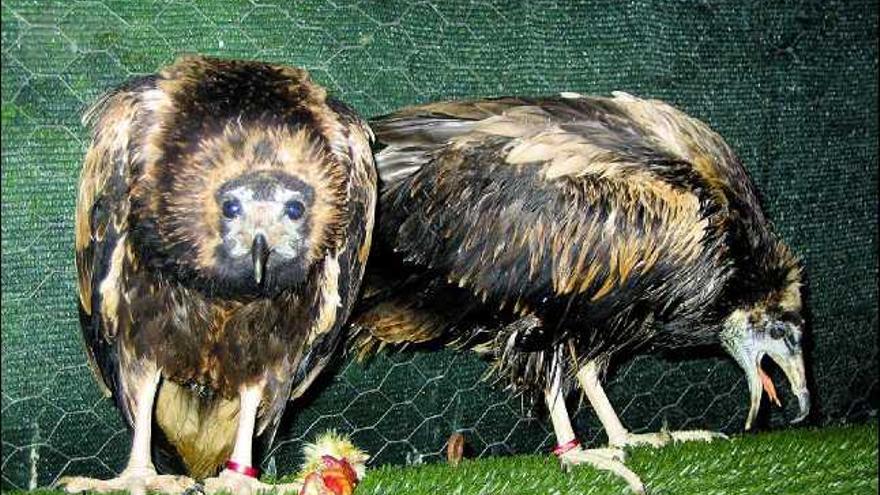 Los dos pollos de alimoche del zoo de Cangas de Onís.